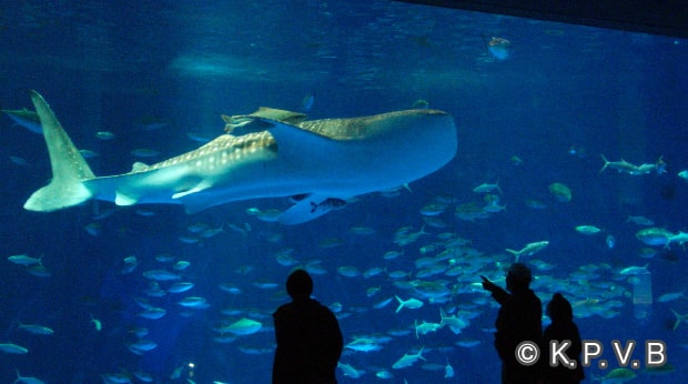 Io World
Kagoshima City Aquarium